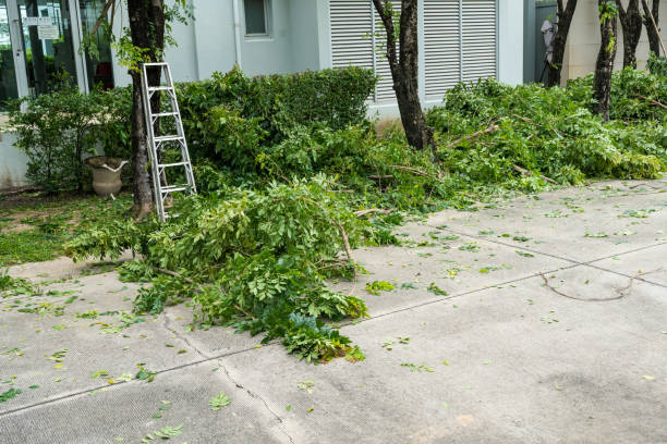 Best Organic Lawn Care Solutions  in Shenorock, NY