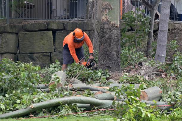 Reliable Shenorock, NY Tree Removal Solutions