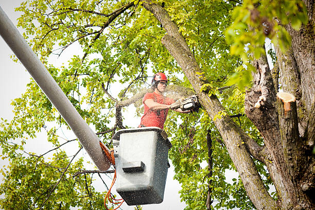 Best Fruit Tree Pruning  in Shenorock, NY